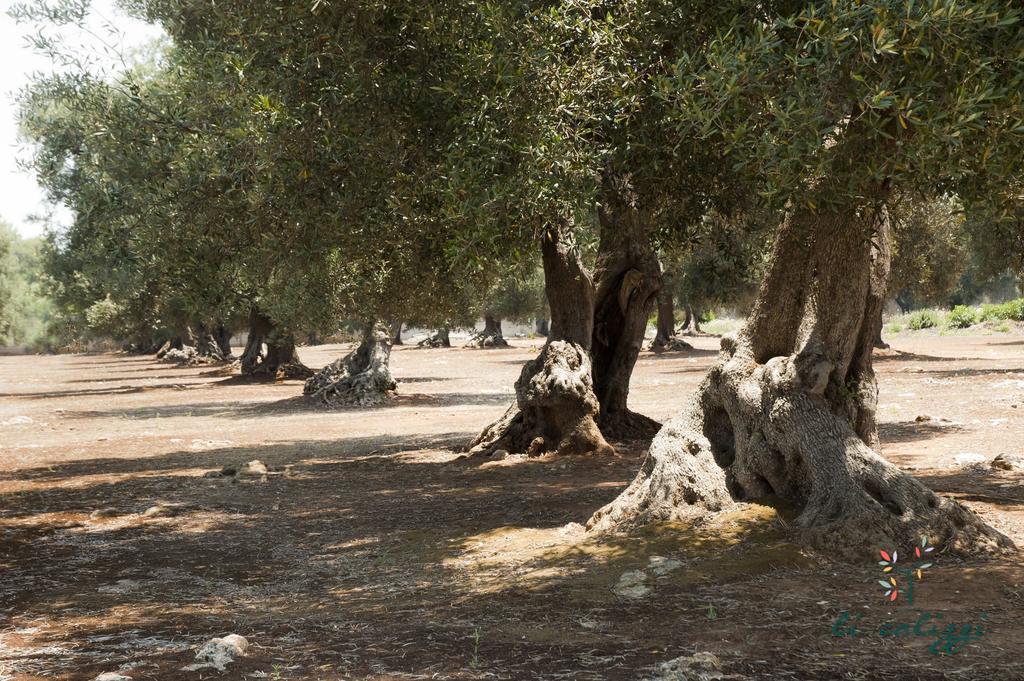 Agriturismo Li Calizzi Arte E Natura Novoli Exteriér fotografie