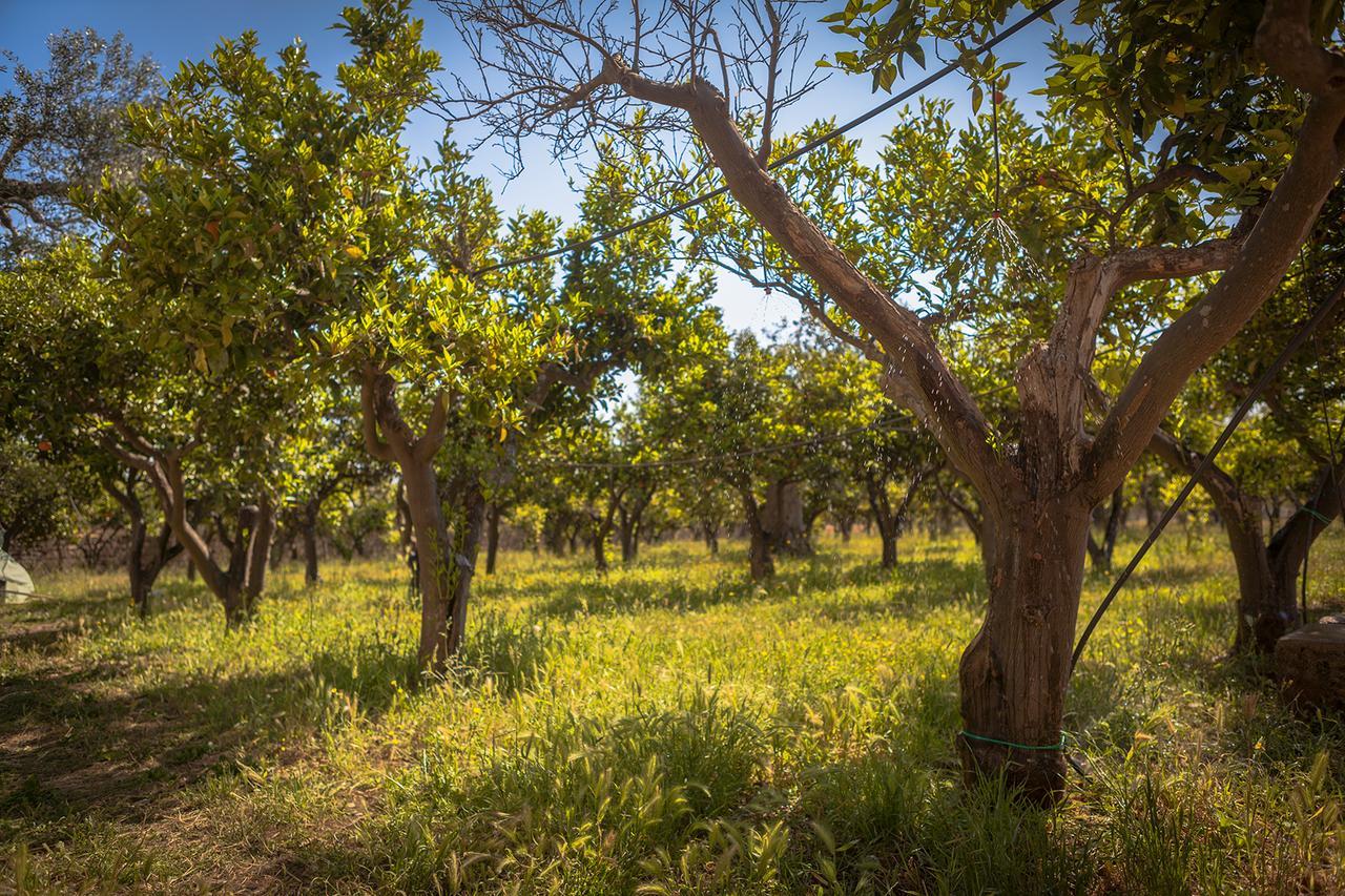 Agriturismo Li Calizzi Arte E Natura Novoli Exteriér fotografie
